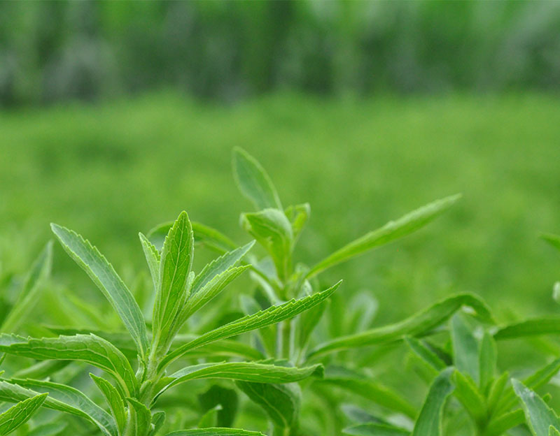 【長(zhǎng)城新媒體】曲周憑什么能“點(diǎn)草成金”？